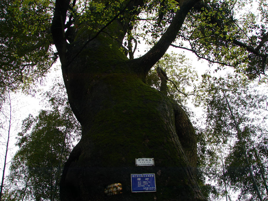真武山--千年古樹