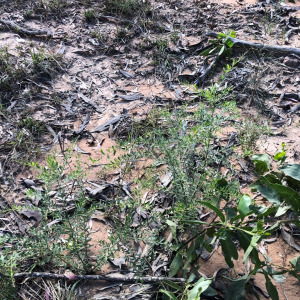 Grevillea quadricauda