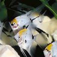 慈鯛魚科 慈鯛魚科