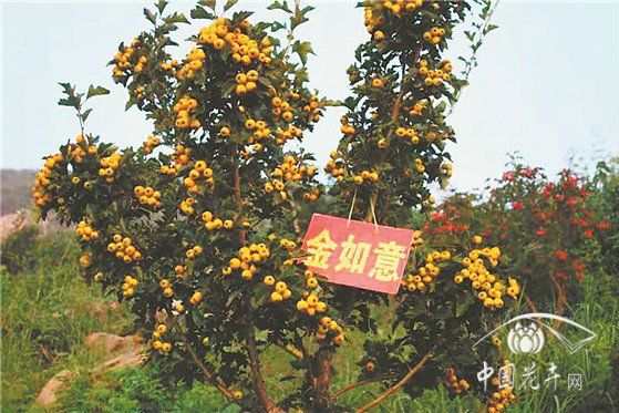 金如意(金果山楂新品種) 金如意(金果山楂新品種)