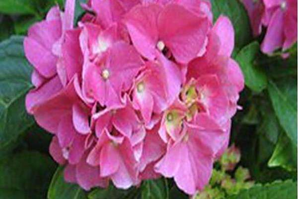 Hydrangea macrophylla \x27Berlin Rabe\x27 CITYLINE BERLIN Hydrangea macrophylla \x27Berlin Rabe\x27 CITYLINE BERLIN