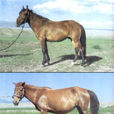 岔口驛馬 岔口驛馬