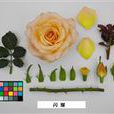 閃耀(薔薇科薔薇屬月季栽培品種) 閃耀(薔薇科薔薇屬月季栽培品種)