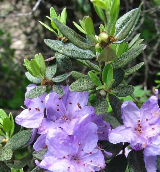 頭花杜鵑(中藥) 頭花杜鵑(中藥)