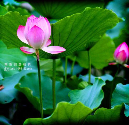 雜問一章 雜問一章