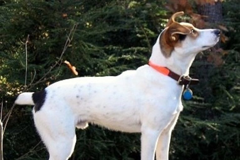 樹叢小犬