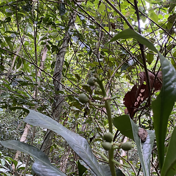 Conchocarpus longifolius
