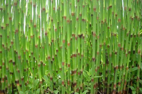 木賊荸薺 木賊荸薺