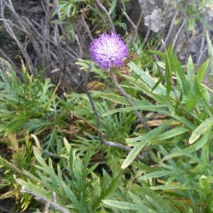 Cheirolophus falcisectus