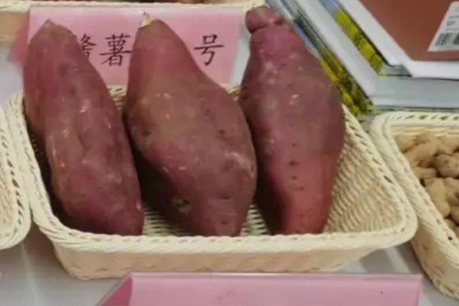 贛薯3號 贛薯3號