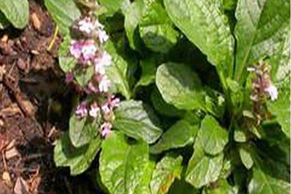 Ajuga reptans \x27Purple Torch\x27 Ajuga reptans \x27Purple Torch\x27