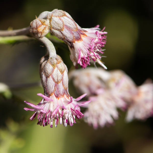 Leucheria floribunda