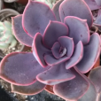 紫丁香花 紫丁香花