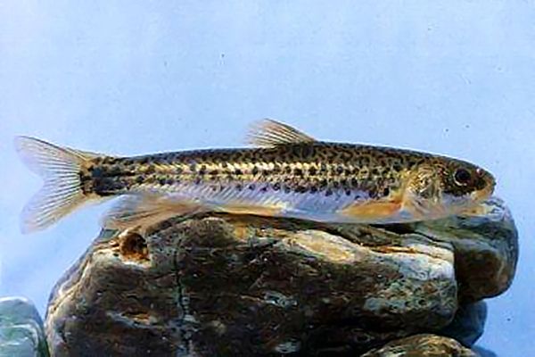 裸重唇魚屬 裸重唇魚屬