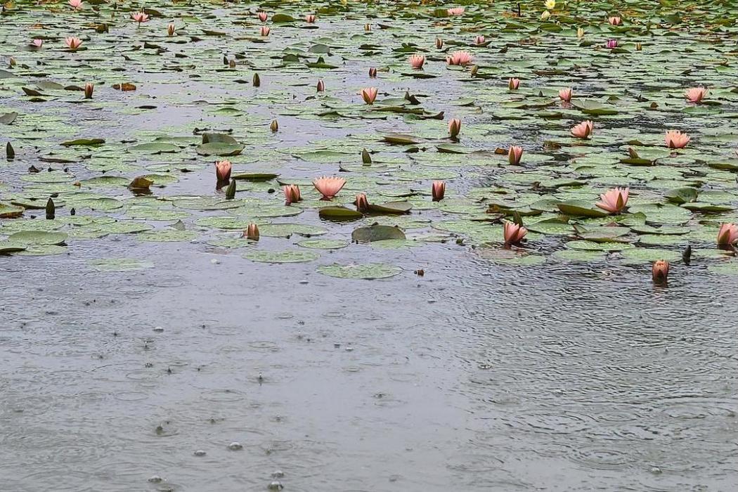 南方的雨 南方的雨