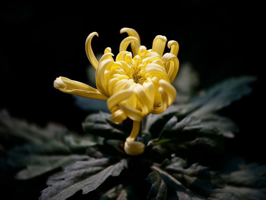 疆菊 疆菊