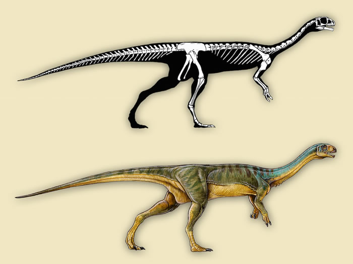 新研究認為迭戈蘇亞雷斯智利龍是鳥臀目恐龍