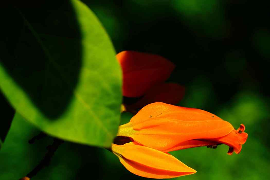 棱瓶花 棱瓶花
