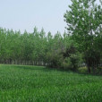 大郢村(安徽省六安市壽縣雙橋鎮大郢村) 大郢村(安徽省六安市壽縣雙橋鎮大郢村)