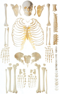 人體骨骼模型