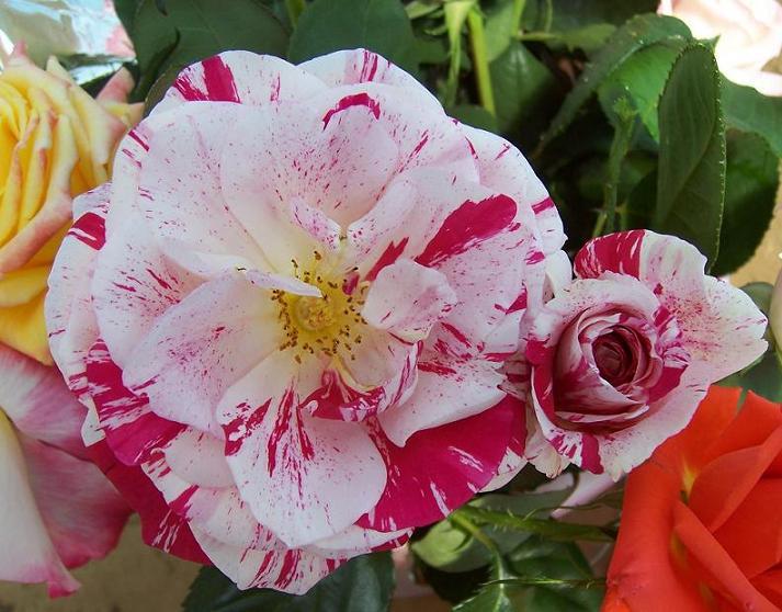 白彩(薔薇屬栽培品種) 白彩(薔薇屬栽培品種)
