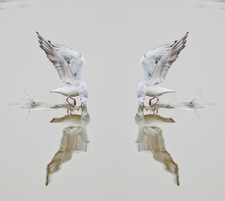 鏡象 鏡象