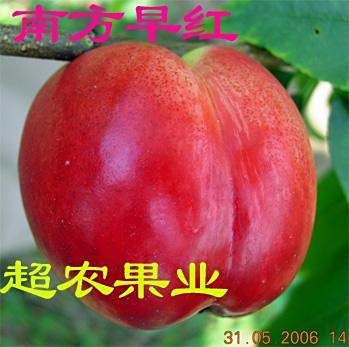 南方早紅 南方早紅