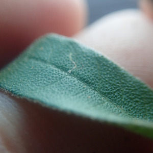 Croton ambovombensis