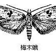 木蛾科 木蛾科