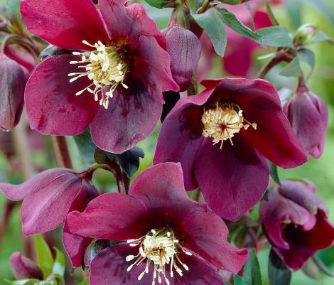 Helleborus × hybridus \x27Red Lady\x27 Helleborus × hybridus \x27Red Lady\x27