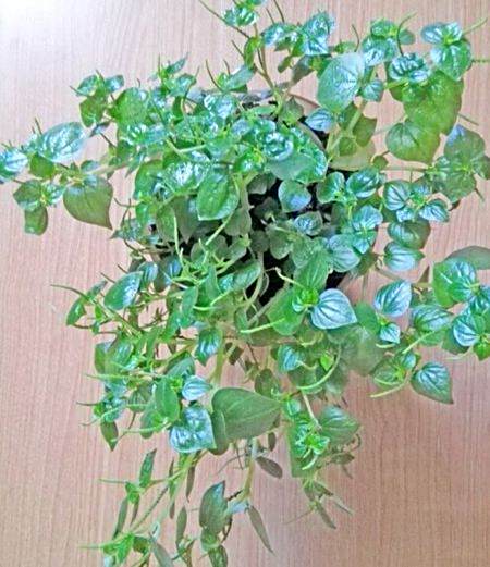 牆草屬