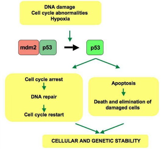 mdm2癌基因
