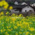 黃花村(江西宜豐縣石市鎮黃花村) 黃花村(江西宜豐縣石市鎮黃花村)