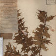 城口冬青 城口冬青