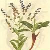 狗屎花根(狗屎花根) 狗屎花根(狗屎花根)