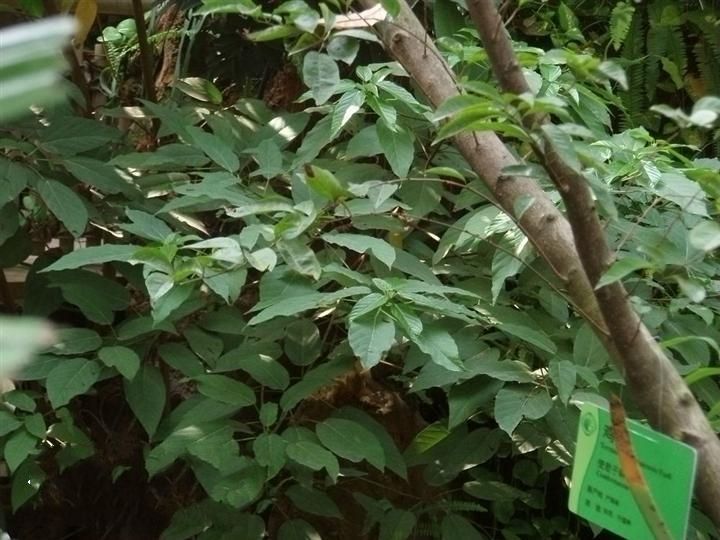 雞尖家系06 雞尖家系06