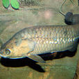 非洲骨舌魚(異耳骨舌魚)