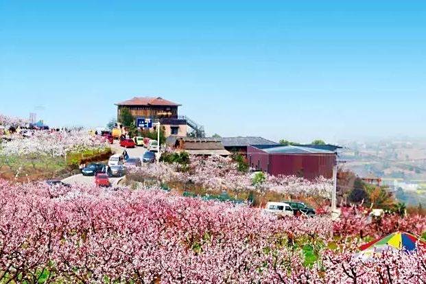 杏花坡景區 杏花坡景區