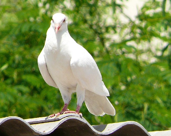 白鴿(食譜)