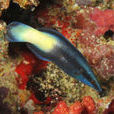 雙色裂唇魚 雙色裂唇魚