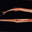 鮹魚(馬鞭魚) 鮹魚(馬鞭魚)