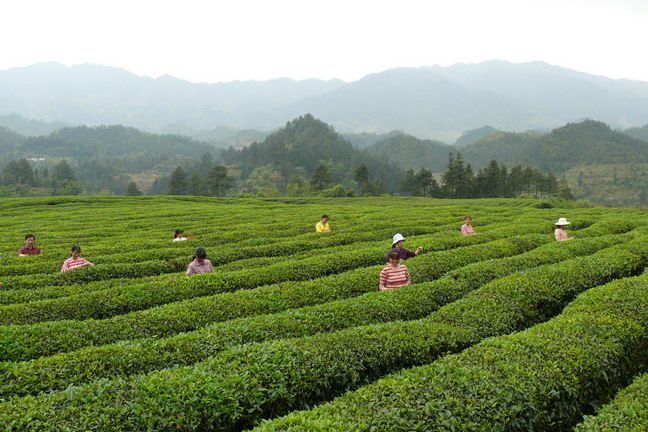 萬盛茶葉 萬盛茶葉