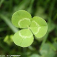 Clover排序算法 Clover排序算法