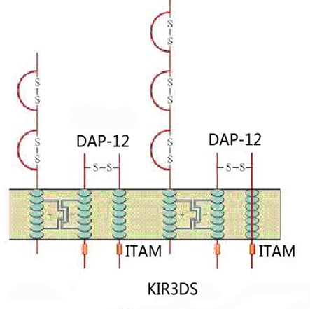 DAP12 DAP12