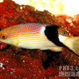斜斑普提魚 斜斑普提魚