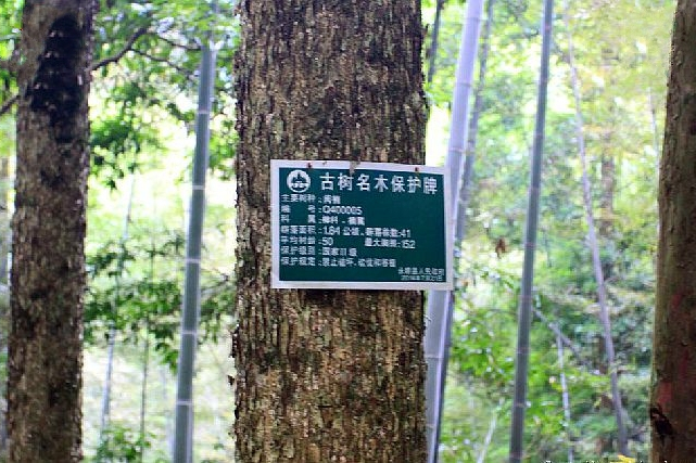閩楠優株43號 閩楠優株43號