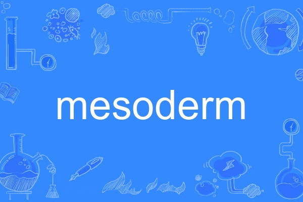 mesoderm mesoderm