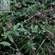 狹葉山螞蝗 狹葉山螞蝗