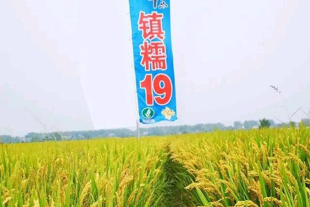 鎮糯19號(水稻品種) 鎮糯19號(水稻品種)