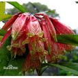 緬甸樹蘿蔔(癭袋花) 緬甸樹蘿蔔(癭袋花)